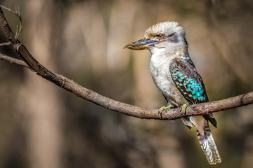 Kookaburra sits in the old gum tree
