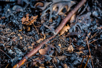 low angle view of burnt leaves, sticks, and ash on ground after controlled burn to restore natural prairie in forest preserves