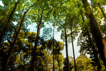 Indonesia Rain Forest. Summer 2016. Sunny and Humid. Full of trees and fresh air
