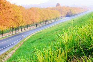 Road between green grass and trees with Orange leaf