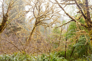 Redwood National and State Parks California CA USA