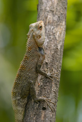Lizard sitting on a tree stump.