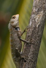 Lizard sitting on a tree stump.