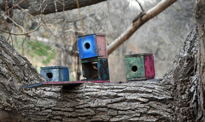 Drei bunte wuerfelfoermige Nistkaesten mit abblaetternder Farbe auf einem dicken Zweig befestigt