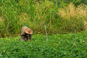 cassava field