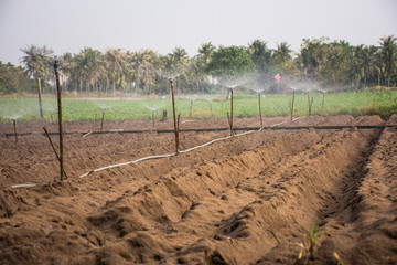 cassava field