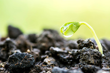 Green sprouts growing out from soil
