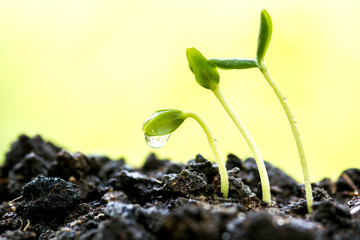 growth or new life concept with Green sprouts growing out from soil