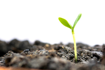 growth or new life concept with Green sprouts growing out from soil