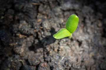 Green sprouts growing out from soil