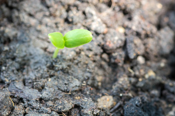 Green sprouts growing out from soil