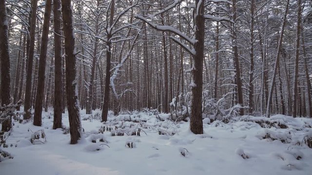 Winter pine forest with snow drifts stock footage video