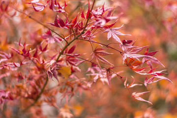 autumn leaves