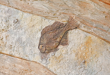 Replica fossil on the wall