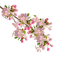 Naklejka premium Cherry blossoms branch