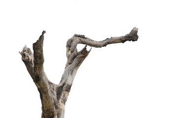Dead tree isolated on white background