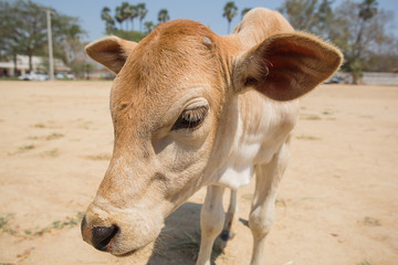 calf