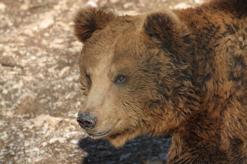 Marsicano brown bear