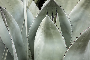 Agave