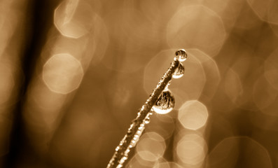 Dew Drop On Grass in Sepia