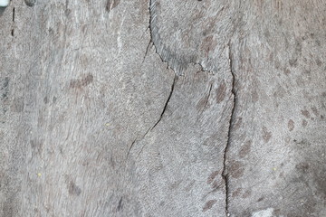texture of bark wood use as natural background