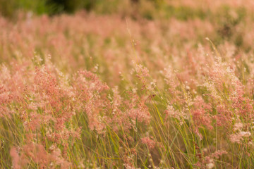 Flower of grass