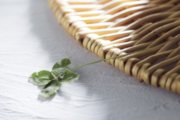 四つ葉のクローバー
