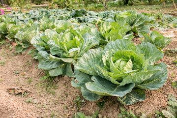 Naklejka premium Fresh green cabbage, organic vegetables in backyard garden