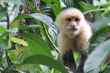 Fototapeta premium Costa Rican Howler Monkey