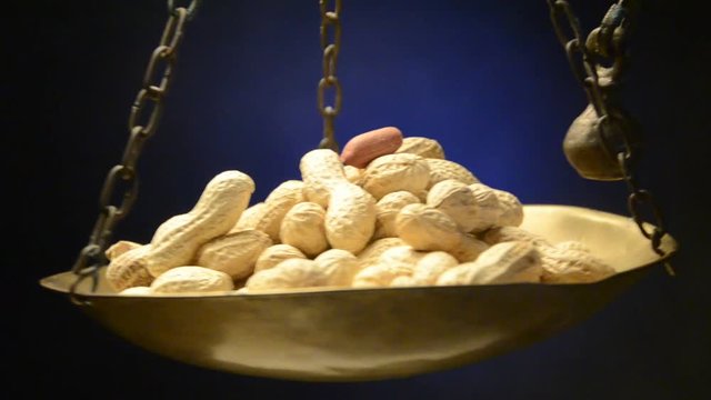 Arachis hypogaea Yer fıstığı Orzacha podziemna Lạc Jordn&ouml;t Alun de păm&acirc;nt Maap&auml;hkin&auml; אגוז אדמה Arachide Erdnuss Peanut فول سوداني