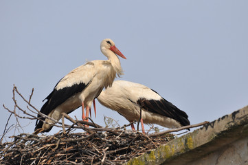 Couple of white storks in nest. Springtime is time for love of storks.