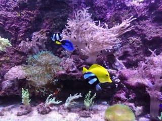 dory and nemo in aquarium