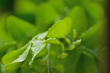 Close up of a leaves with rain drops.