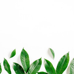 Header. Green leaves on white background. Flat lay, top view. Floral composition