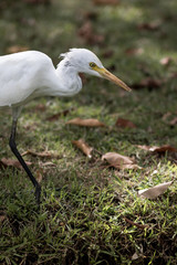 The white egret.