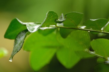 Close up of a leaves with rain drops.