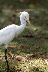 The white egret.