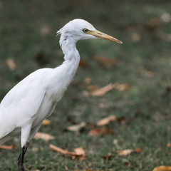 The white egret.