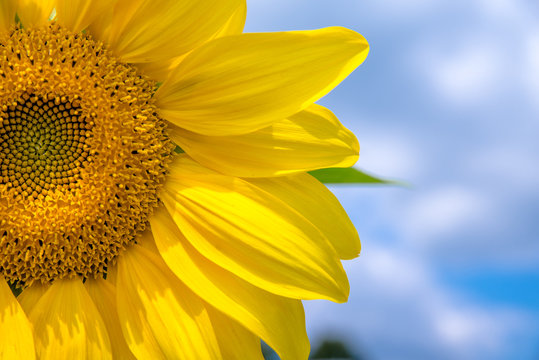 Sunflower flower on blue sky background close-up
