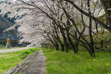 Fototapeta premium sidewalk covered by sakura trees