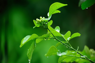 Obraz premium Water drops on green leaf during rain