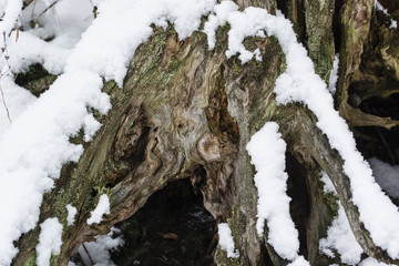Snowy stump.