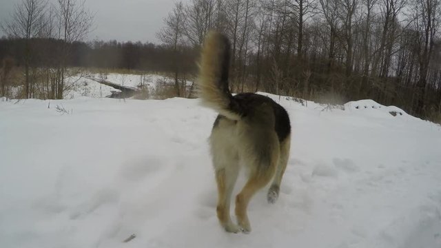 Sheep Dog Sniffing Smelling Camera