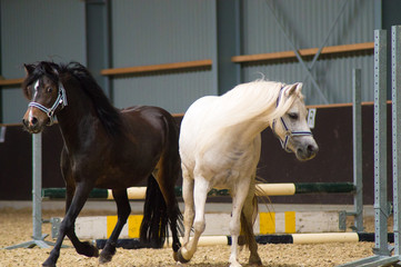 blond teen  girl train and cares for black and white horses