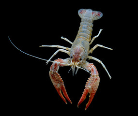 fancy ghost crayfish isolated over black background.