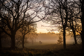 Foggy evening in Sefton Park