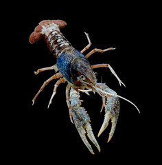 fancy ghost crayfish isolated over black background.