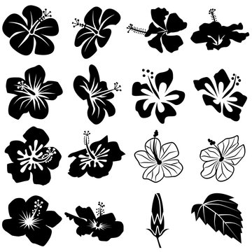 ハイビスカス Images Browse 12 618 Stock Photos Vectors And Video Adobe Stock