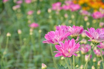 Obraz premium Kolorowa chryzantema kwitnie w gospodarstwie rolnym Tajlandia