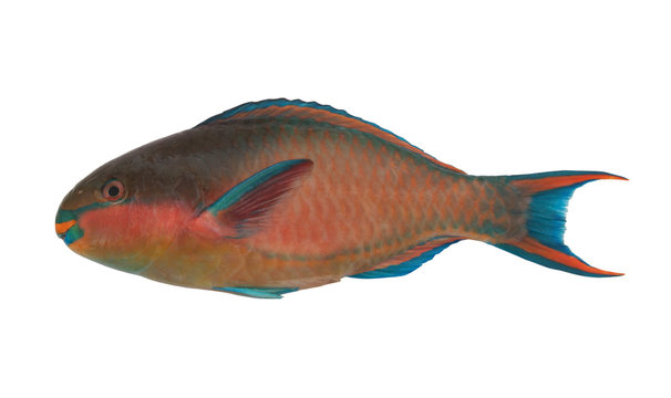 Parrot sea fish isolated on white background 